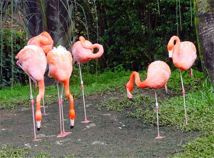 	Flamants Rouges	