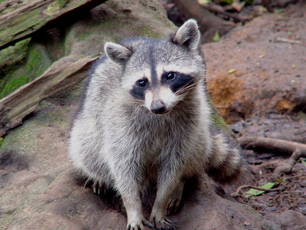 	Racoon	