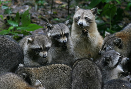 	Racoons	