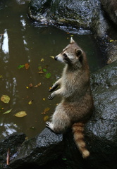 	Racoon	