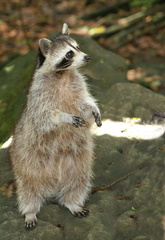 	Racoon	