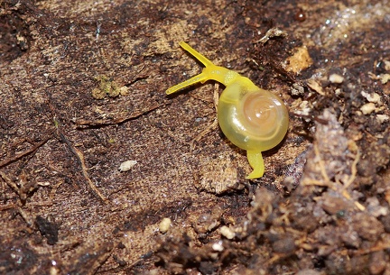 Tamayoa decolorata