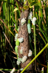 	Pomacea glauca	