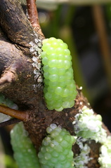 	Pomacea glauca	