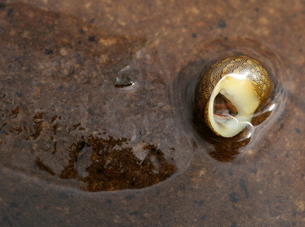 	Neritina virginea	