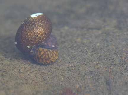 	Neritina virginea	