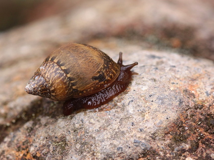 	Bulimulus lherminieri	