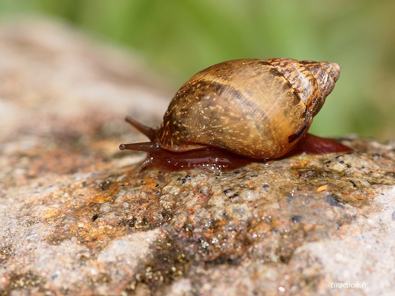 	Bulimulus lherminieri	