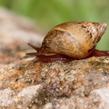 	Bulimulus lherminieri	