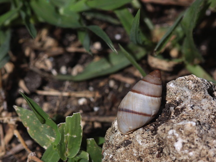 	Bulimulus guadaloupensis	