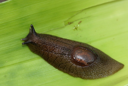 	Amphibulima depressa	