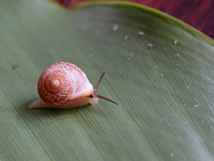 	Helicina sp.	