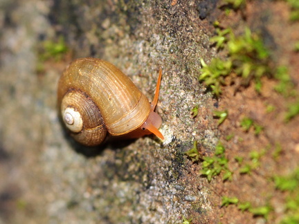 	Amphicyclotus perplexus	