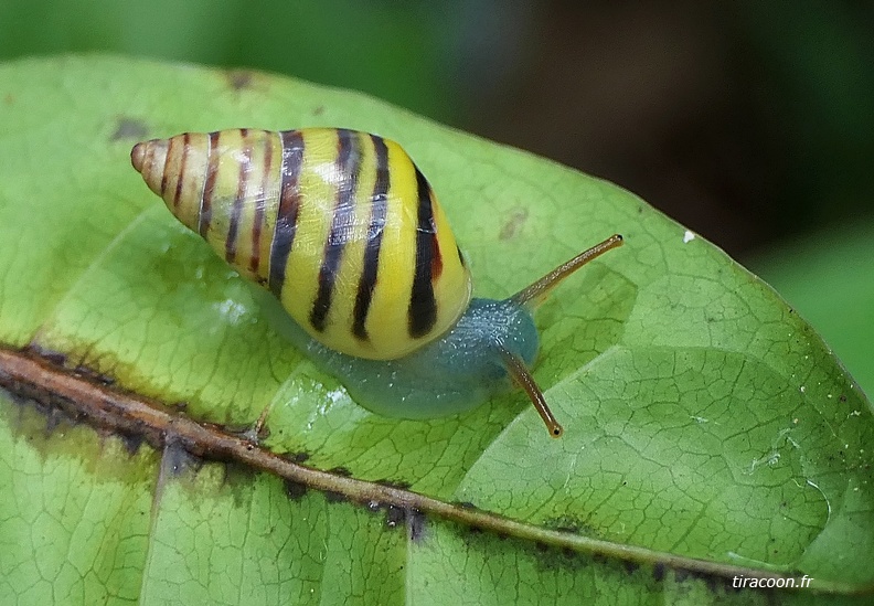 Drymaeus multifasciatus ssp. Escargot endémique de Guadeloupe.
Bouillante. P1150089M1.jpg