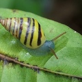 Drymaeus multifasciatus