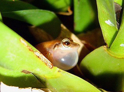 	Hylode de la Martinique	