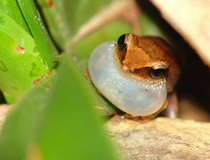 	Hylode de la Martinique	