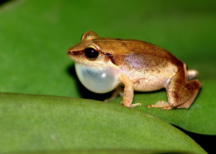 	Hylode de la Martinique	