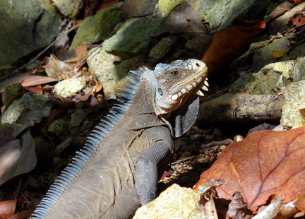 	Iguana delicatissima	