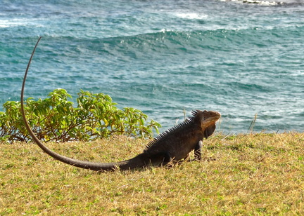 	Iguana delicatissima	