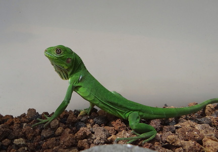 	Bébé iguane	