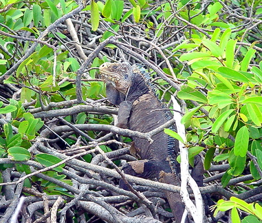 	Iguana delicatissima	