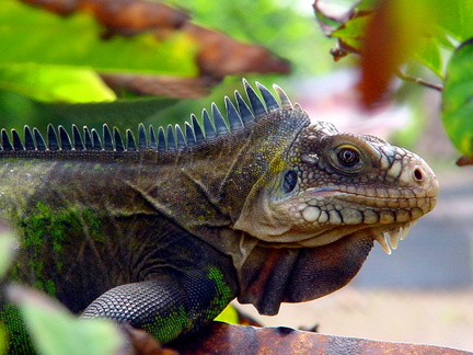 	Iguana delicatissima 	