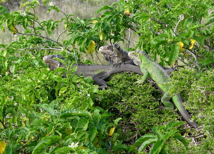 	Iguana delicatissima