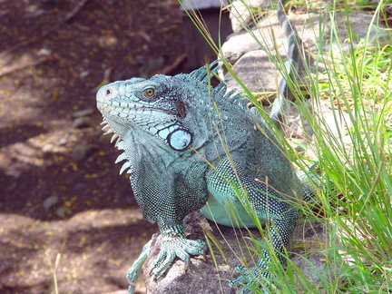 	Iguana Iguana 	