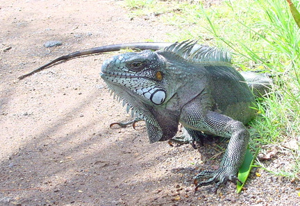 	Iguana Iguana 	