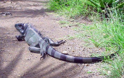 	Iguana Iguana 	