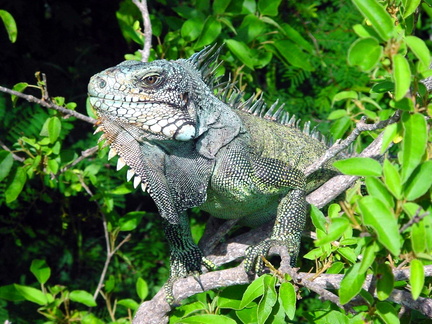 	Iguana Iguana 	