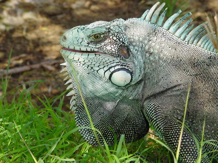 	Iguana Iguana 	