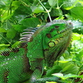 	Iguana Iguana