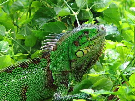 	Iguana Iguana