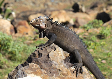 	Iguana delicatissima	