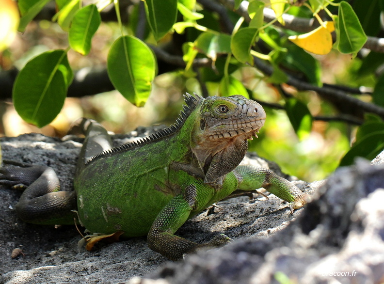 Iguane des Petites Antilles. Iguana delicatissima. La Désirade (01/01/2014). IMG_0170M.jpg