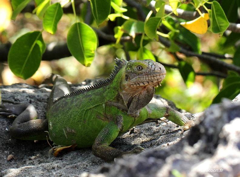 	Iguana delicatissima	