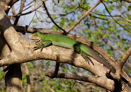 	Iguana delicatissima