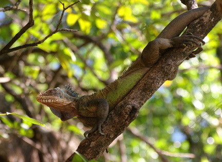 	Iguana delicatissima	