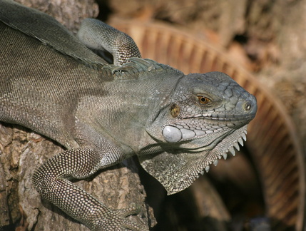 	Iguana Iguana	