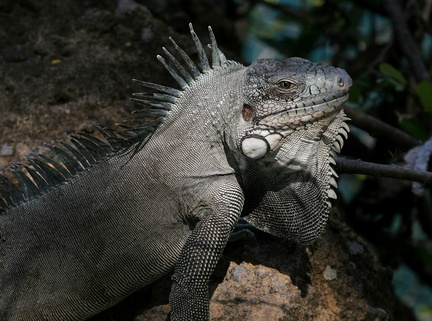 	Iguana Iguana
