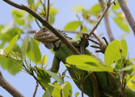 	Iguana delicatissima