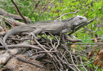 	Iguane hybride	