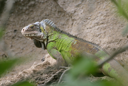 	Iguana delicatissima