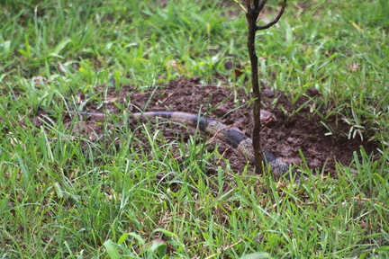 	Iguana Iguana	