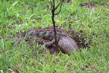 	Iguana Iguana	