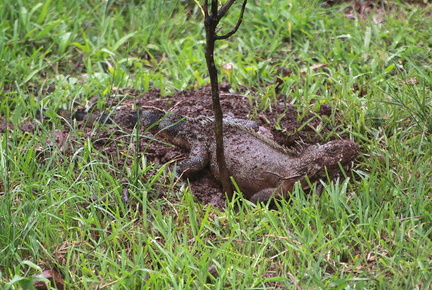 	Iguana Iguana