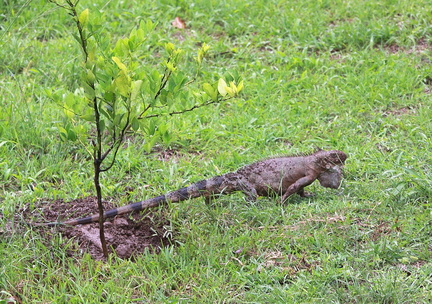 	Iguana Iguana	