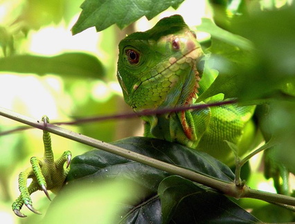 	Iguana Iguana 	